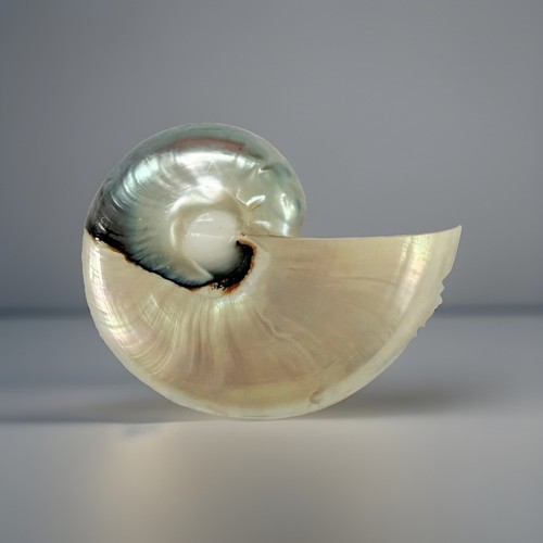 Blue nautilus seashell brooch - blue,
