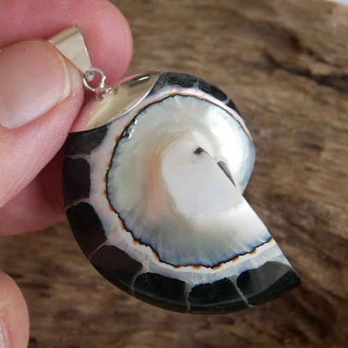 Large black nautilus shell - black,