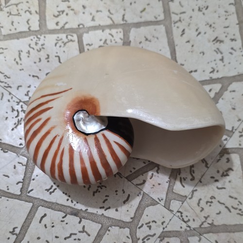Vintage nautilus faux shell - vintage,
