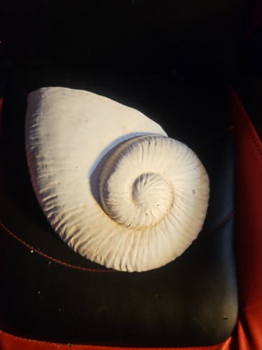 Ceramic nautilus shell wall - ceramic,