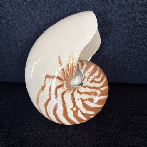 Polished nautilus shell - polished,